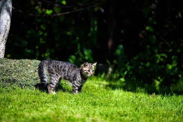 Carino piccolo gattino su erba verde — Foto Stock