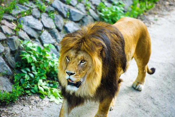 Hermoso león poderoso — Foto de Stock