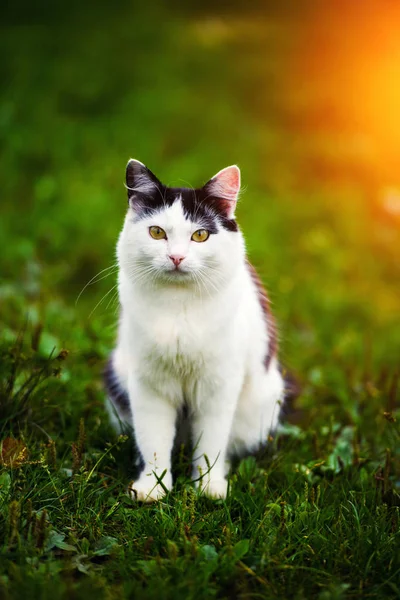 可爱的猫在绿草上 — 图库照片