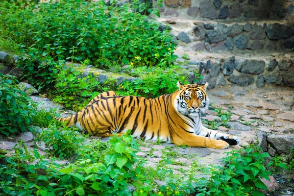 Hermoso Animal Tigre Fondo — Foto de Stock