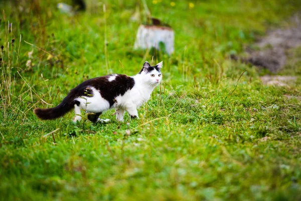 Çim atlama av kedi — Stok fotoğraf