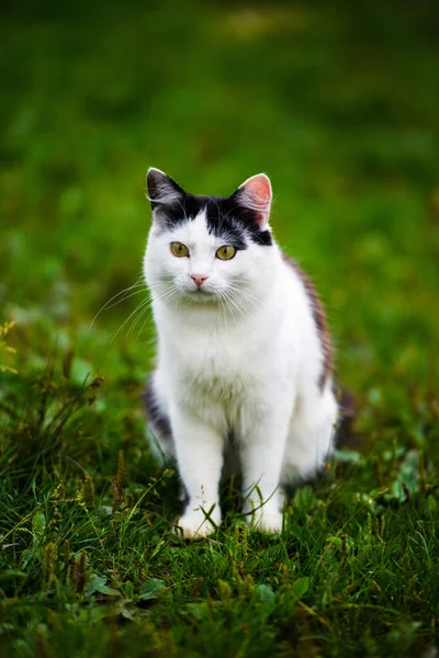 Schöne Kätzchen Tier Auf Dem Hintergrund — Stockfoto