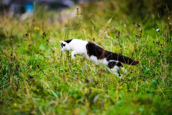 Caccia gatto saltando attraverso l'erba — Foto Stock