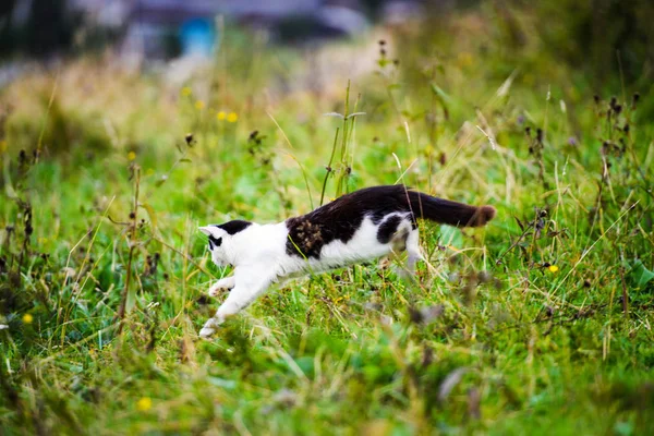 Jakt katt hoppa genom gräs — Stockfoto