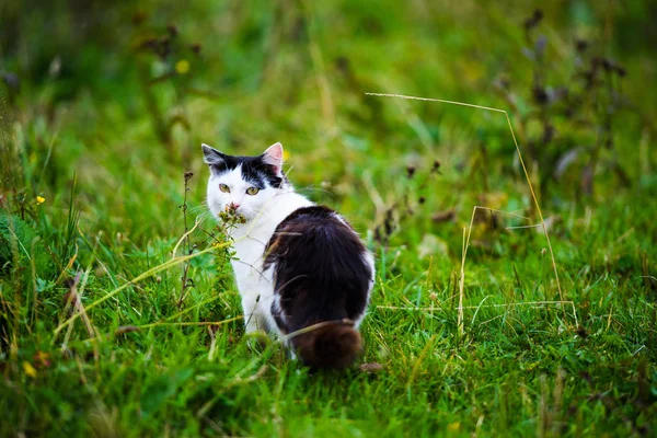 背景上漂亮的小猫动物 — 图库照片