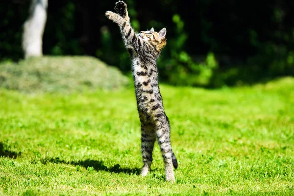 Cute little kitten jumping on green grass — Stock Photo, Image