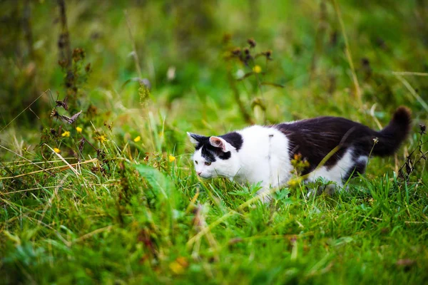 Jakt katt hoppa genom gräs — Stockfoto