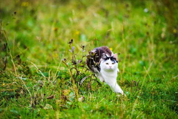 Caza gato saltar a través de hierba —  Fotos de Stock