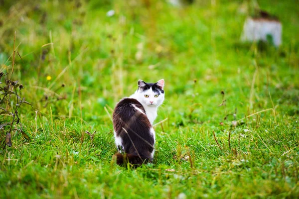 Bellissimo Gattino Animale Sfondo — Foto Stock