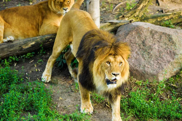 Hermoso león poderoso —  Fotos de Stock