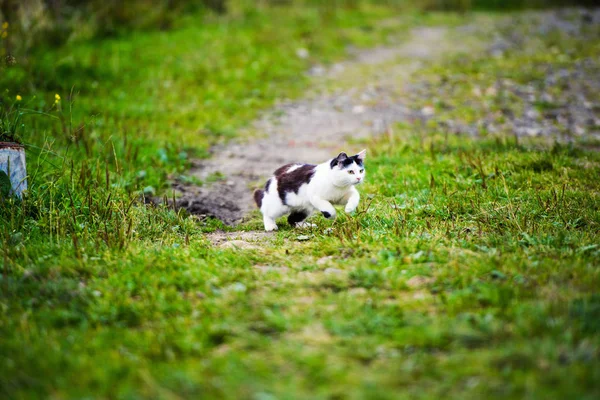 Hunting cat jumping through grass — Stock Photo, Image