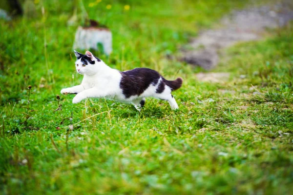 Hunting cat jumping through grass — Stock Photo, Image