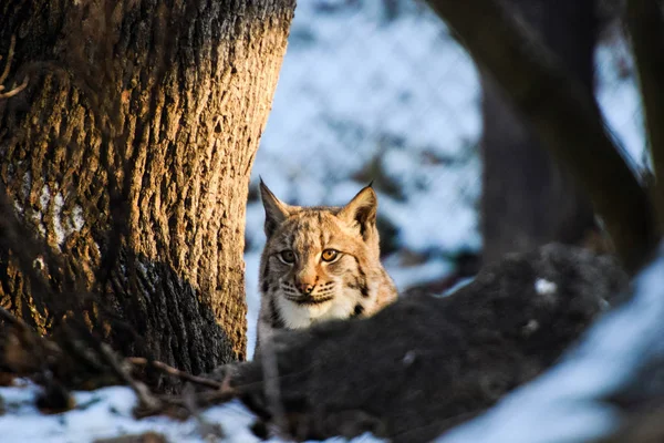 A lynx child hiding behind a tree in the snow — Stock Photo, Image