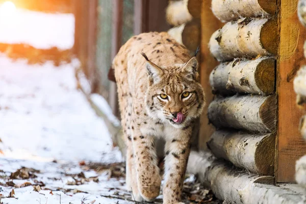 Lynx Animal Winter Background — Stock Photo, Image