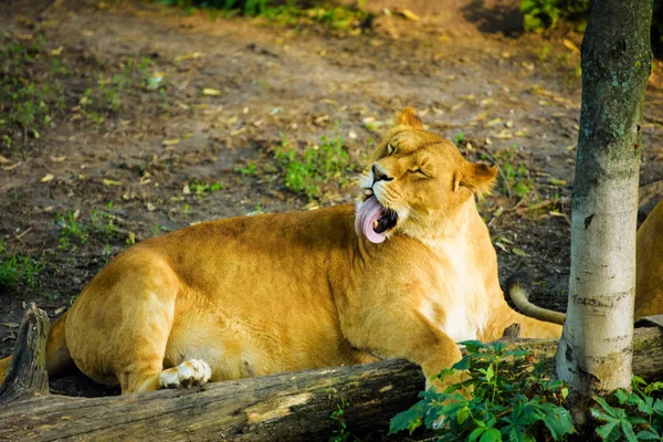 Lionne Animal Dans Zoo Sur Fond — Photo