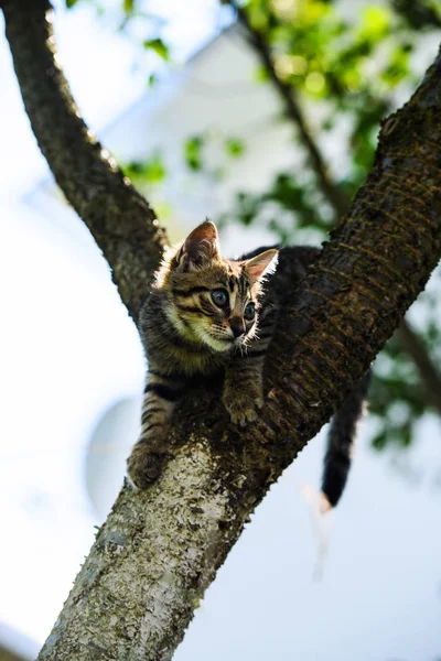 Gattino carino su un albero — Foto Stock