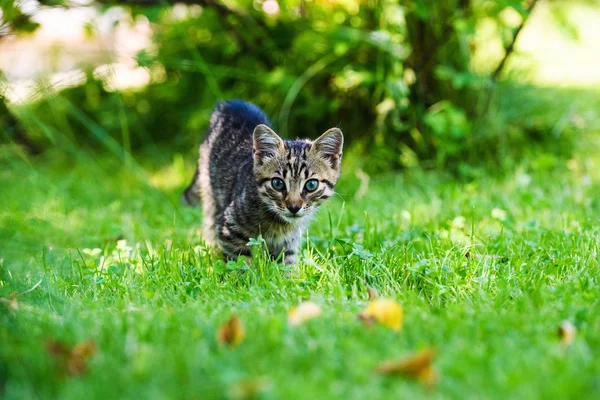 Niedliches kleines Kätzchen auf grünem Gras — Stockfoto