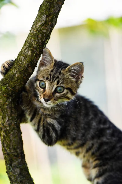 Lindo gatito en un árbol —  Fotos de Stock