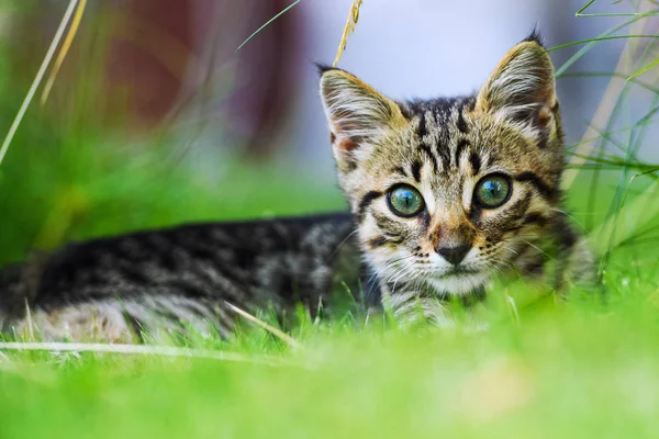 Yeşil çimlerin üzerinde küçük sevimli bir kedi yavrusu — Stok fotoğraf