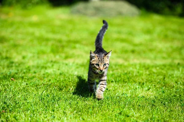 Gatinho bonito na grama verde — Fotografia de Stock