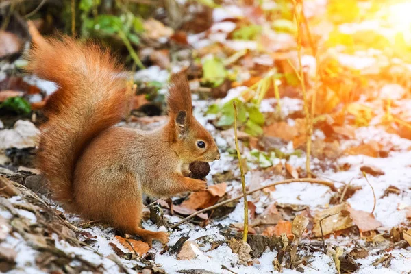 Rothörnchen — Stockfoto