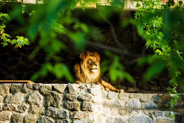 Beautiful Mighty Lion — Stock Photo, Image