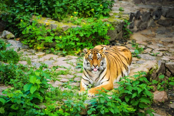 Schönes Tigertier Hintergrund — Stockfoto