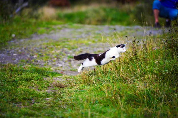 Jakt katt hoppa genom gräs — Stockfoto