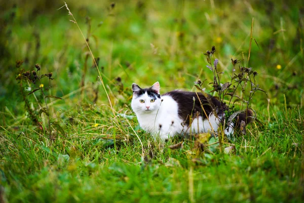 Arka Planda Güzel Bir Kedi Hayvan — Stok fotoğraf