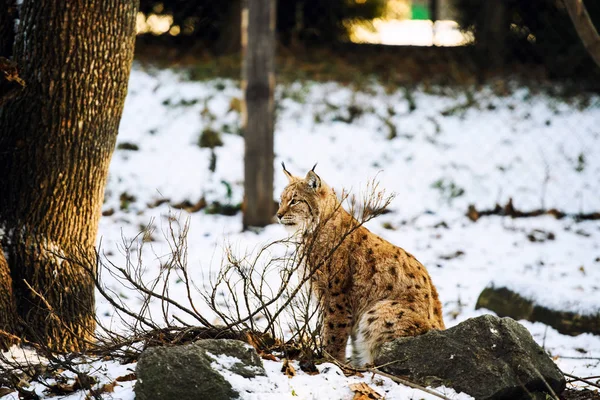 冬のリンクス動物は — ストック写真