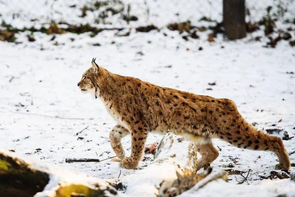 冬のリンクス狩り — ストック写真
