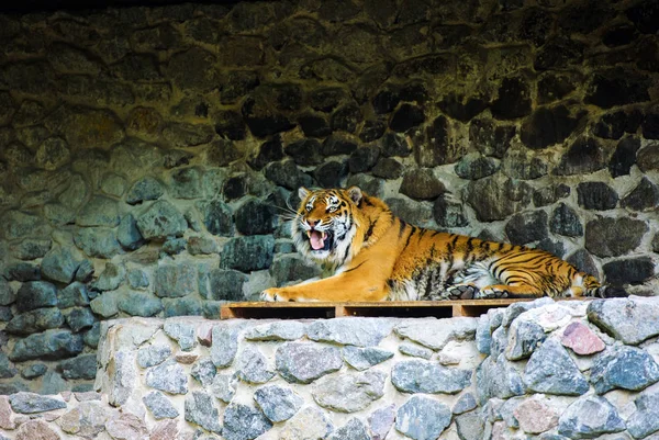 Schönes Tigertier Hintergrund — Stockfoto