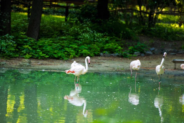 Flamingo — Fotografia de Stock