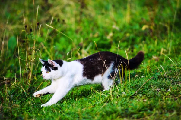 Chasse chat sauter à travers l'herbe — Photo