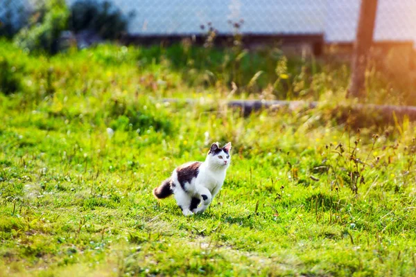 Caça gato correndo através de grama — Fotografia de Stock