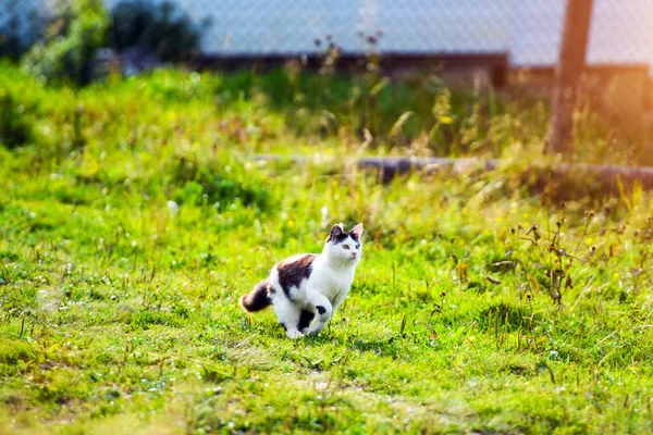 Jaktkatt som springer genom gräs — Stockfoto