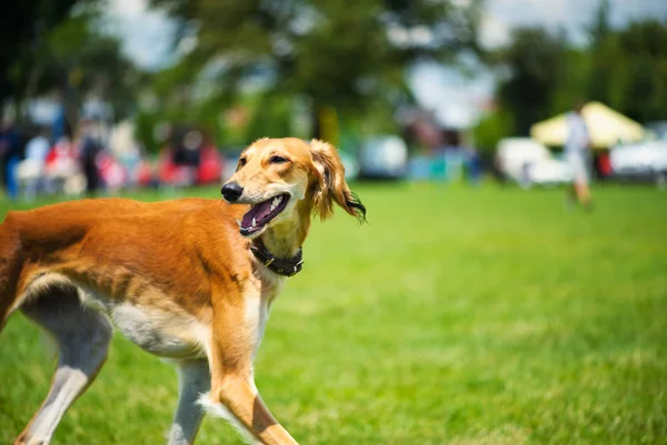 Honden die buiten spelen glimlachen. — Stockfoto