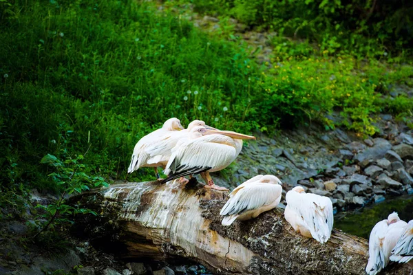 Nahaufnahme Von Pelikan Vogel Wasser — Stockfoto