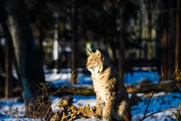 冬のリンクス動物は — ストック写真