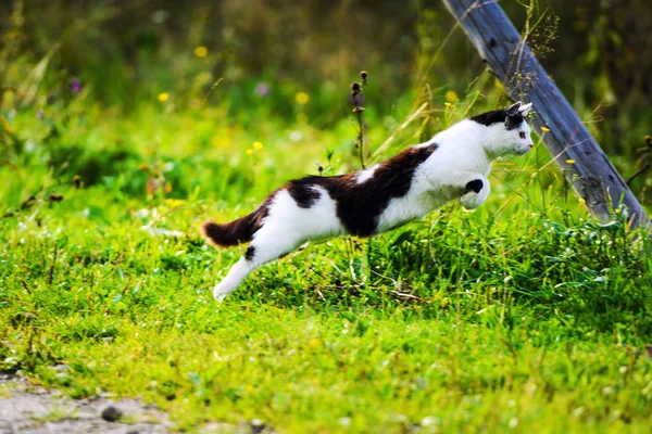 Caza gato saltar a través de hierba —  Fotos de Stock