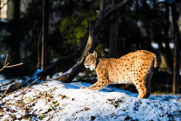 背景下冬季的山猫动物 — 图库照片