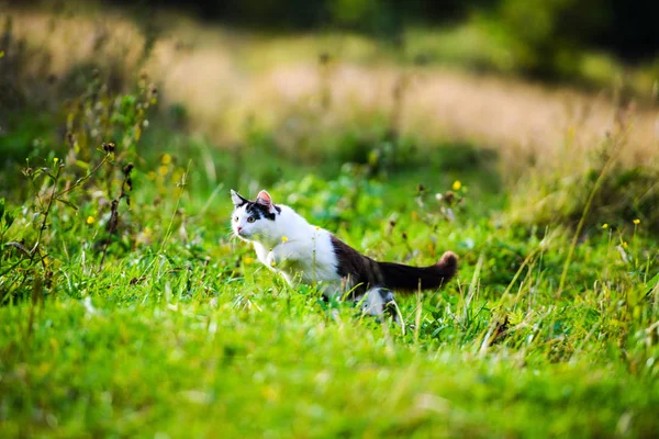 Охотничий кот, прыгающий через траву — стоковое фото