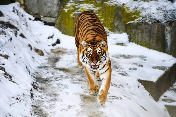Piękny Tygrys Amur na śniegu. Tygrys w zimowym lesie — Zdjęcie stockowe