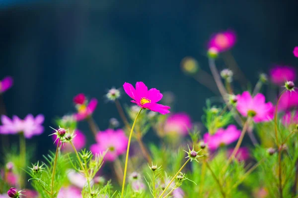 Hermosas Flores Primavera Fondo —  Fotos de Stock