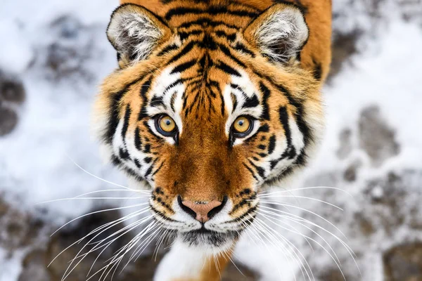 Hermoso tigre Amur en la nieve. Tigre en bosque de invierno — Foto de Stock