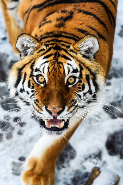 Krásný Amur tygr na sněhu. Tygr v zimě lese — Stock fotografie