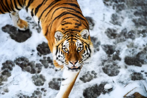 Beautiful Amur tiger on snow. Tiger in winter forest