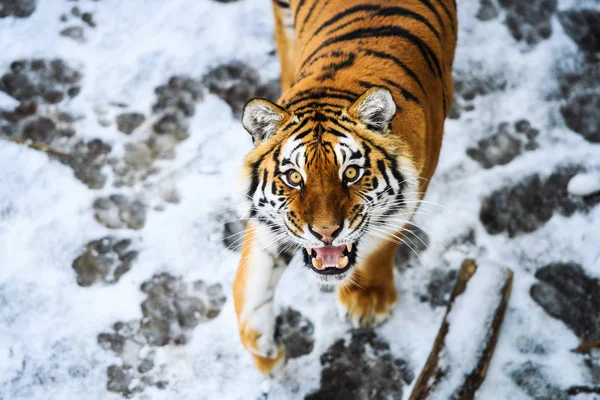 Beautiful Amur tiger on snow. Tiger in winter forest