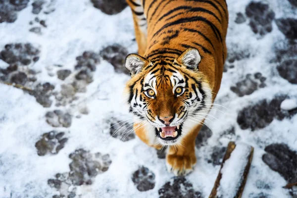 Hermoso tigre Amur en la nieve. Tigre en bosque de invierno — Foto de Stock