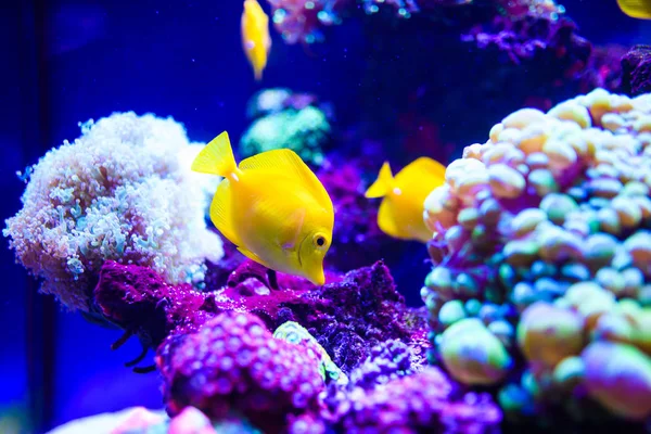 Wonderful and beautiful underwater world with corals and tropica — Stock Photo, Image